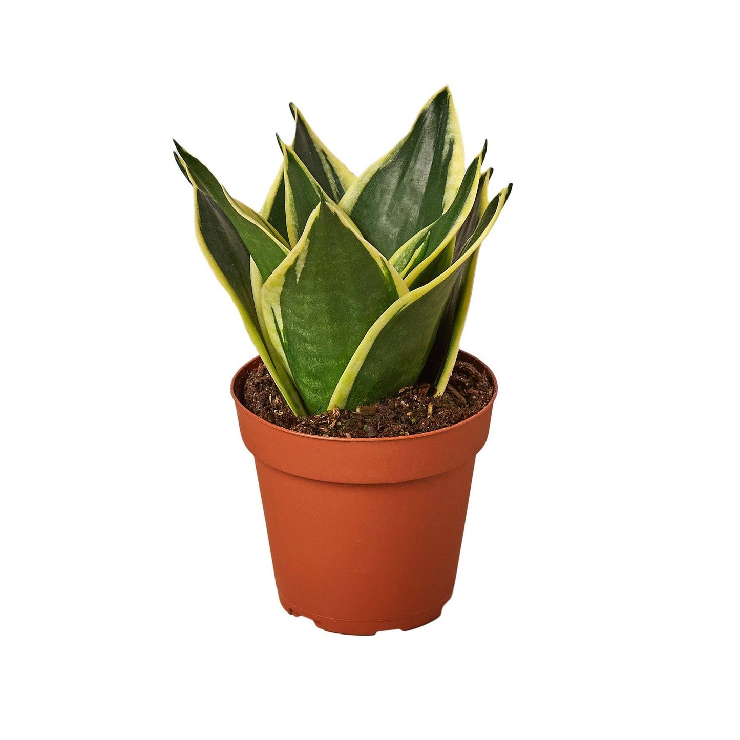 Snake Plant Black Gold - Nursery Pot 4-inch - Plantonio