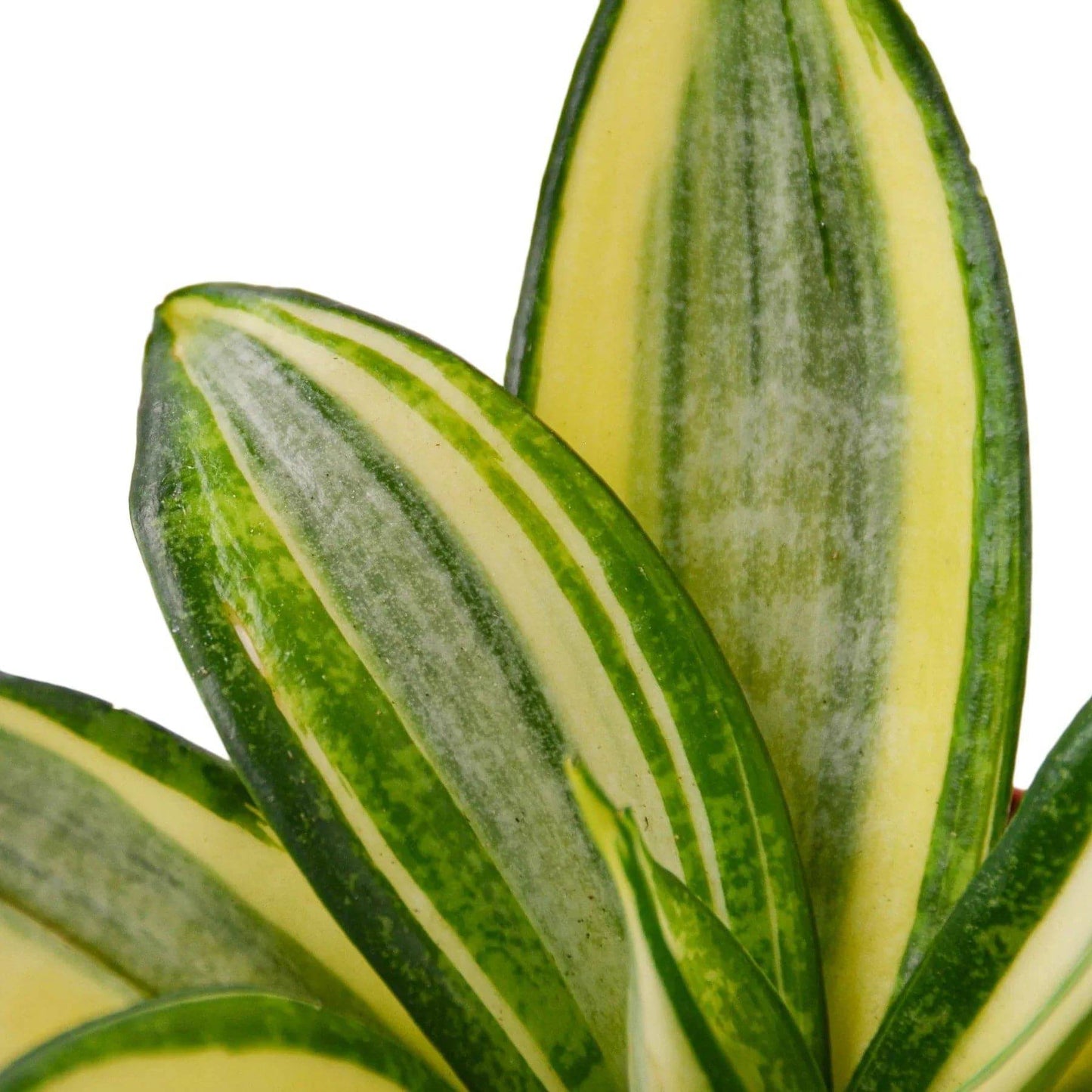 Snake Plant Gold Hahnii - Plantonio