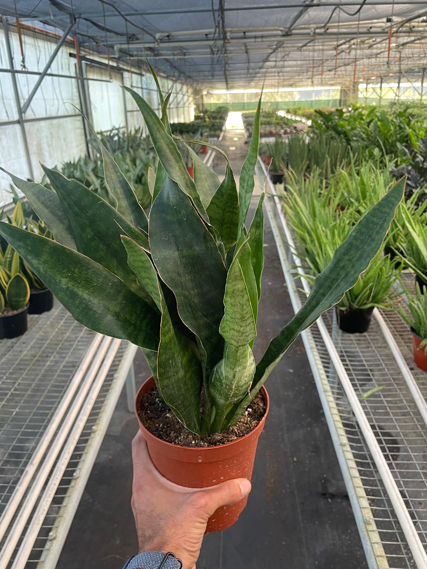 Snake Plant 'Jaboa' - Plantonio