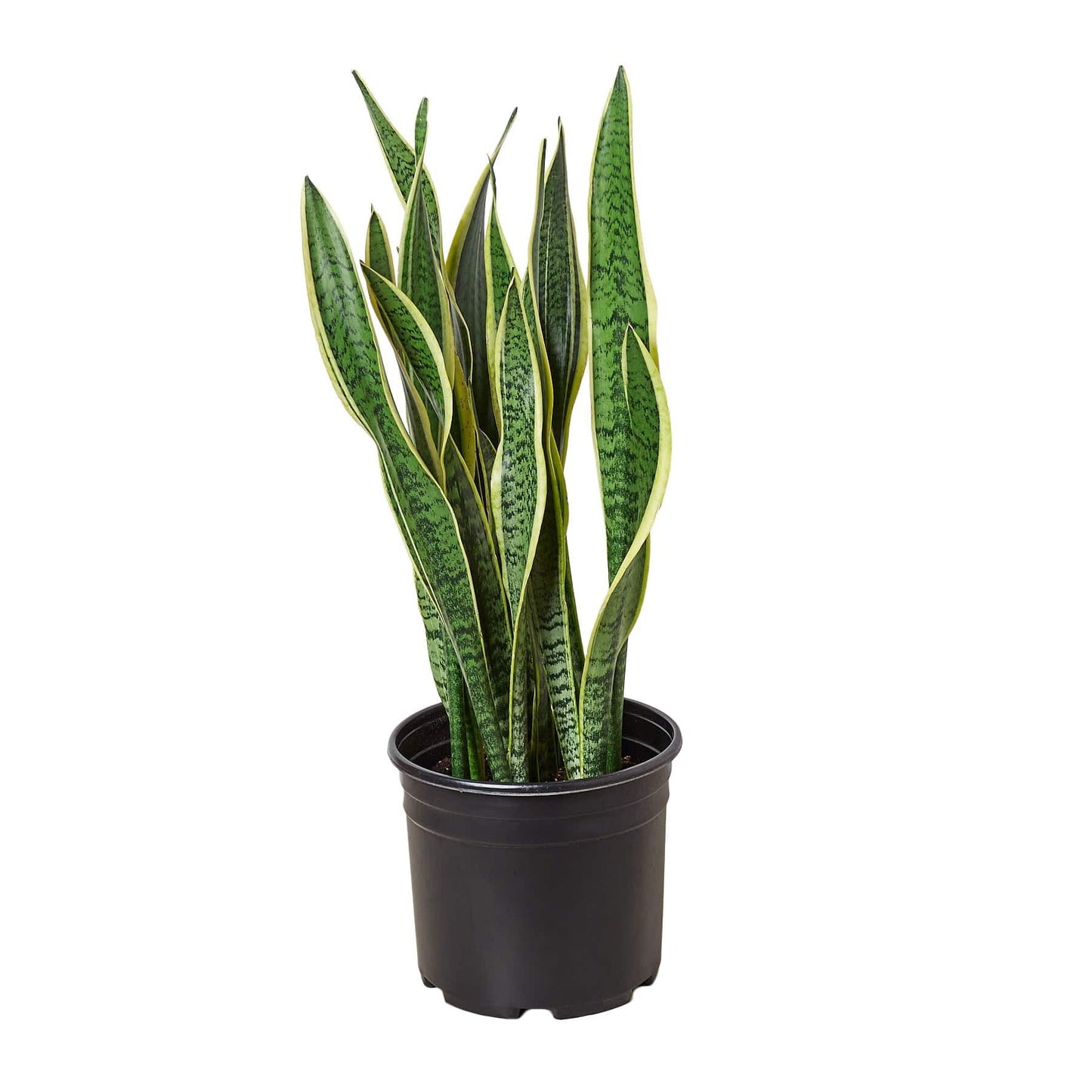 Snake Plant Laurentii - 10" Pot - Plantonio