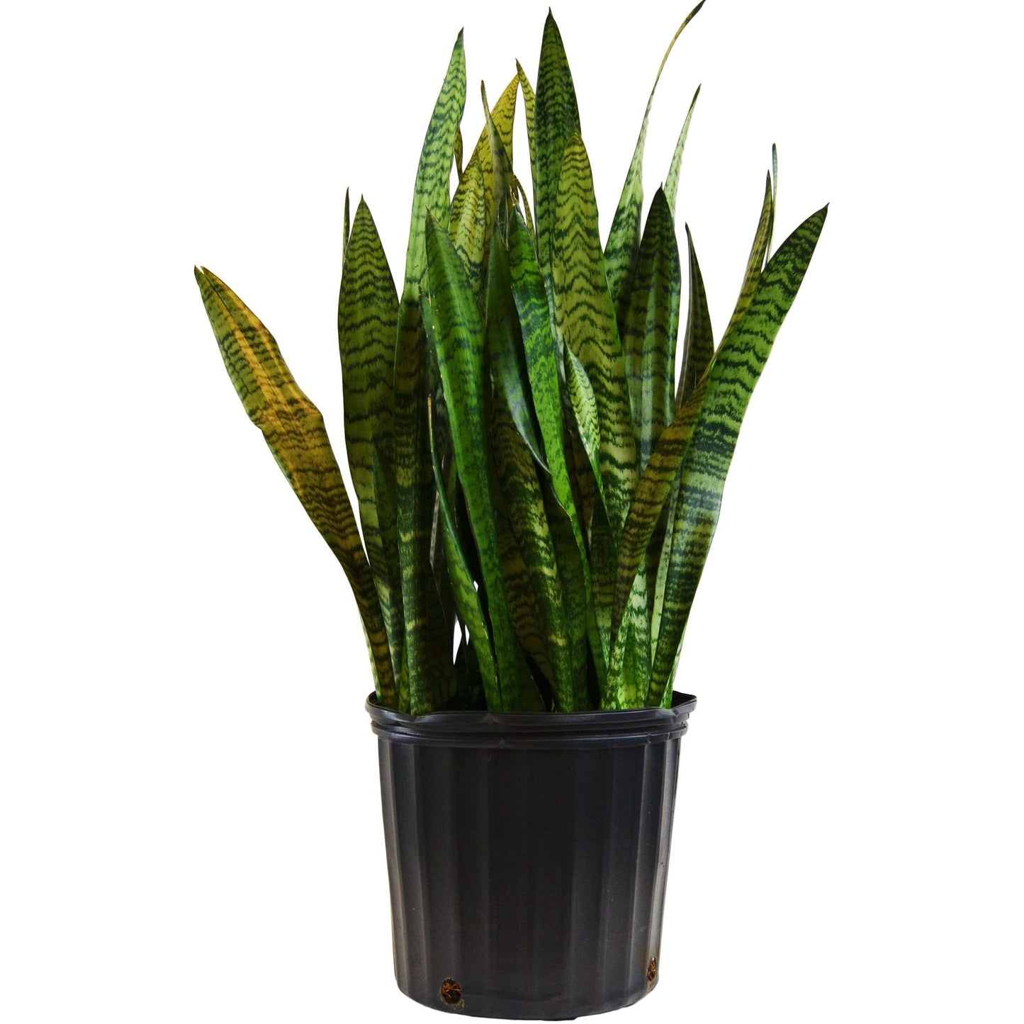 Snake Plant 'Zeylanica' (Sansevieria) - In 10" Pot - Plantonio