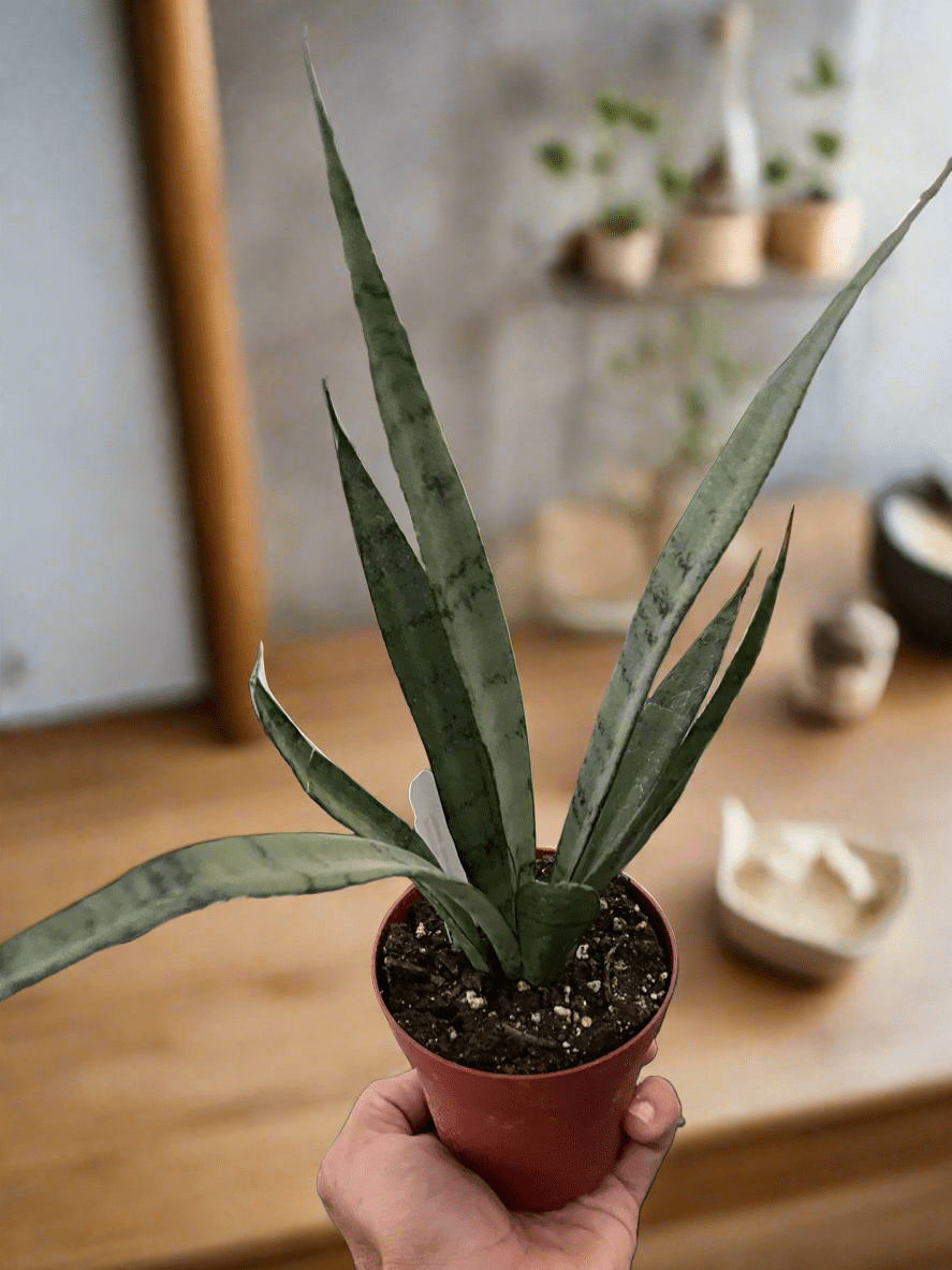 Snake 'Silver Princess' - Plantonio