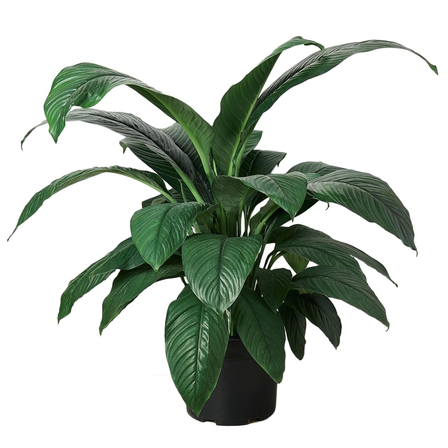 Spathiphyllum Peace Lily Plant - in 10" Pot - Plantonio