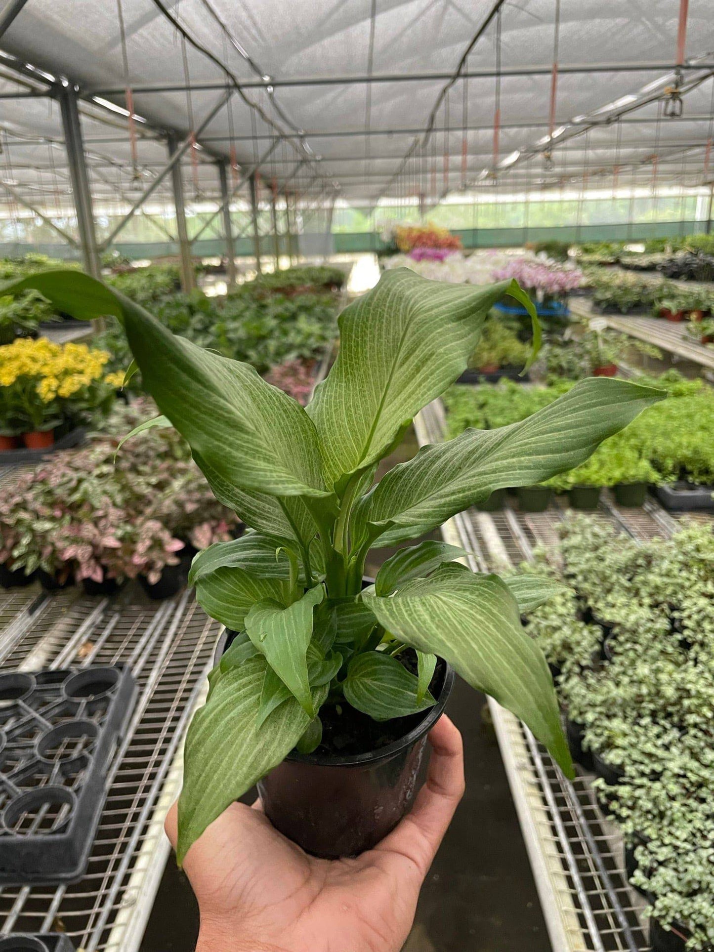 Spathiphyllum 'Platinum Mist' - Plantonio