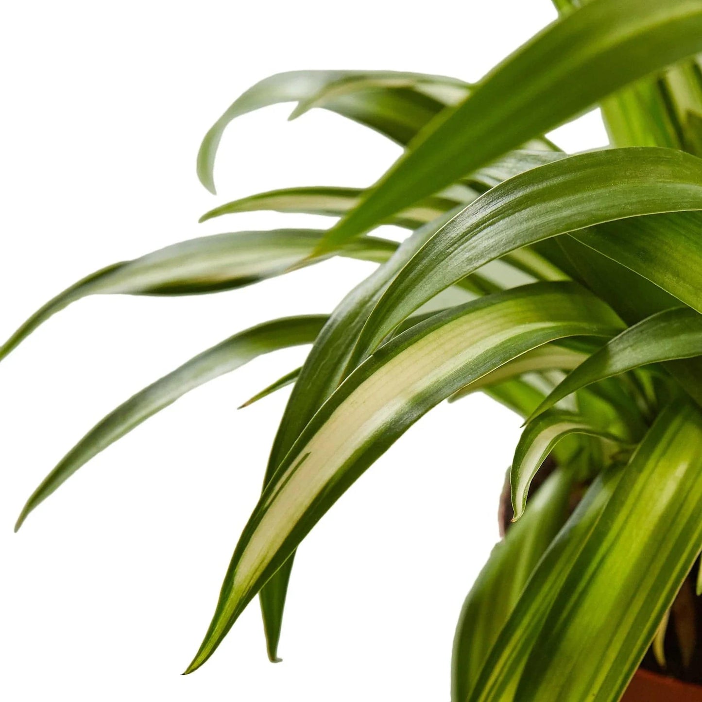 Spider Plant Hawaiian - Plantonio