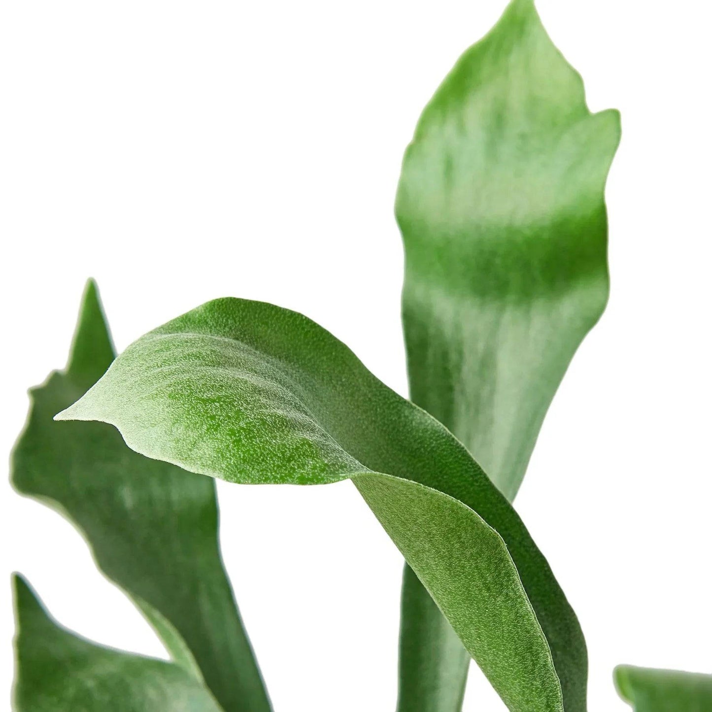 Staghorn Fern - Plantonio