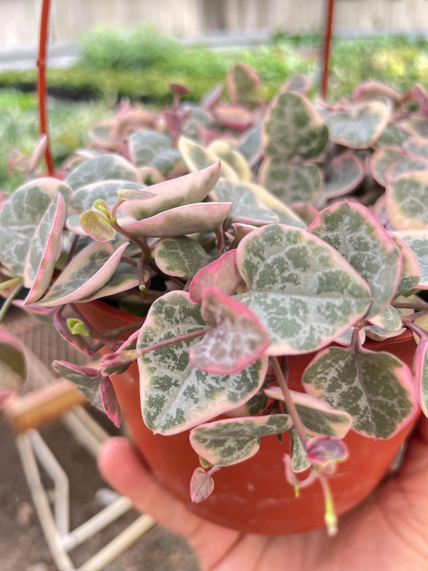String of Hearts Variegated - Plantonio