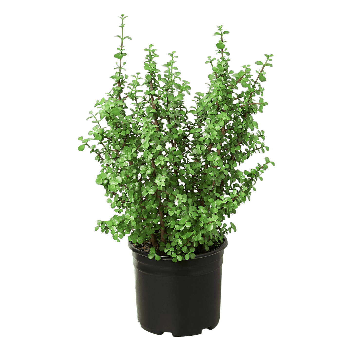 Succulent Portulacaria 'Elephant Bush' - 10" Pot - Plantonio