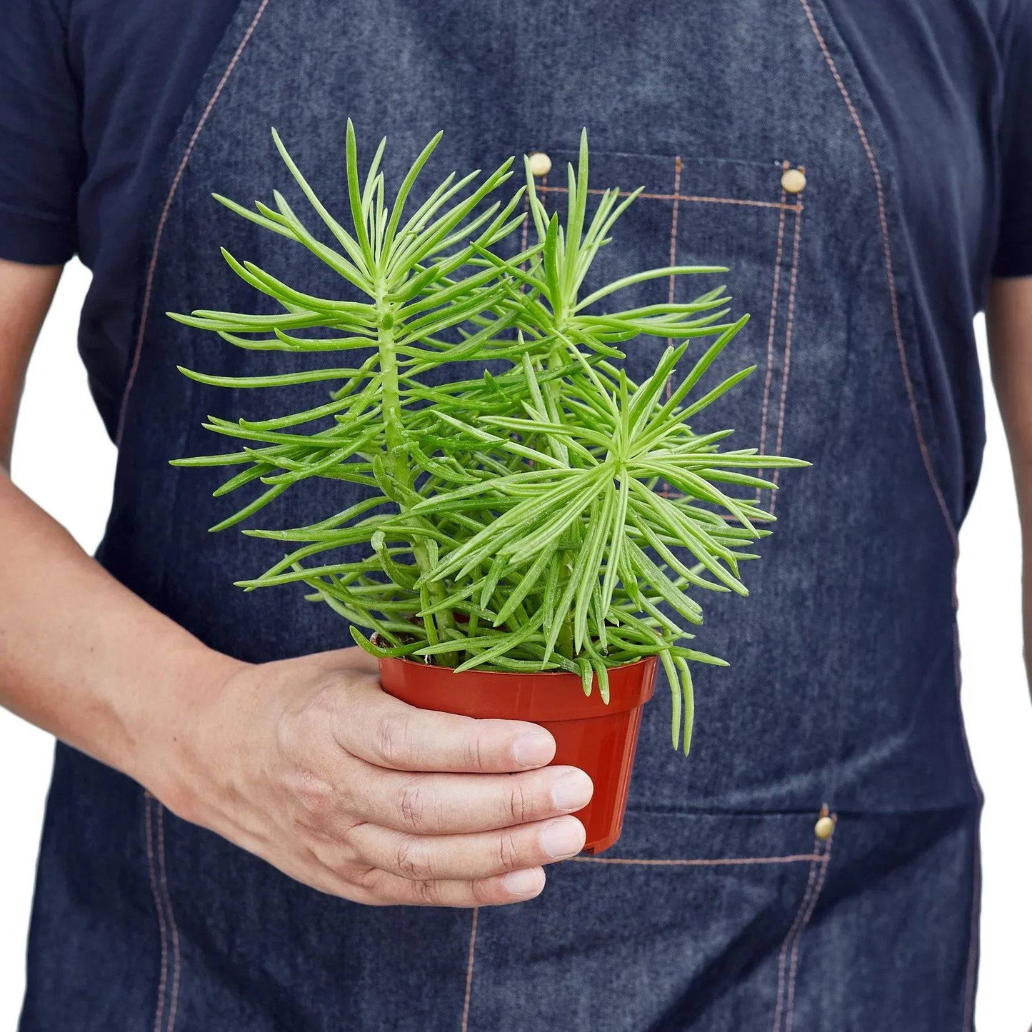 Succulent Senecio 'Himalayan' - 4" Pot - Plantonio