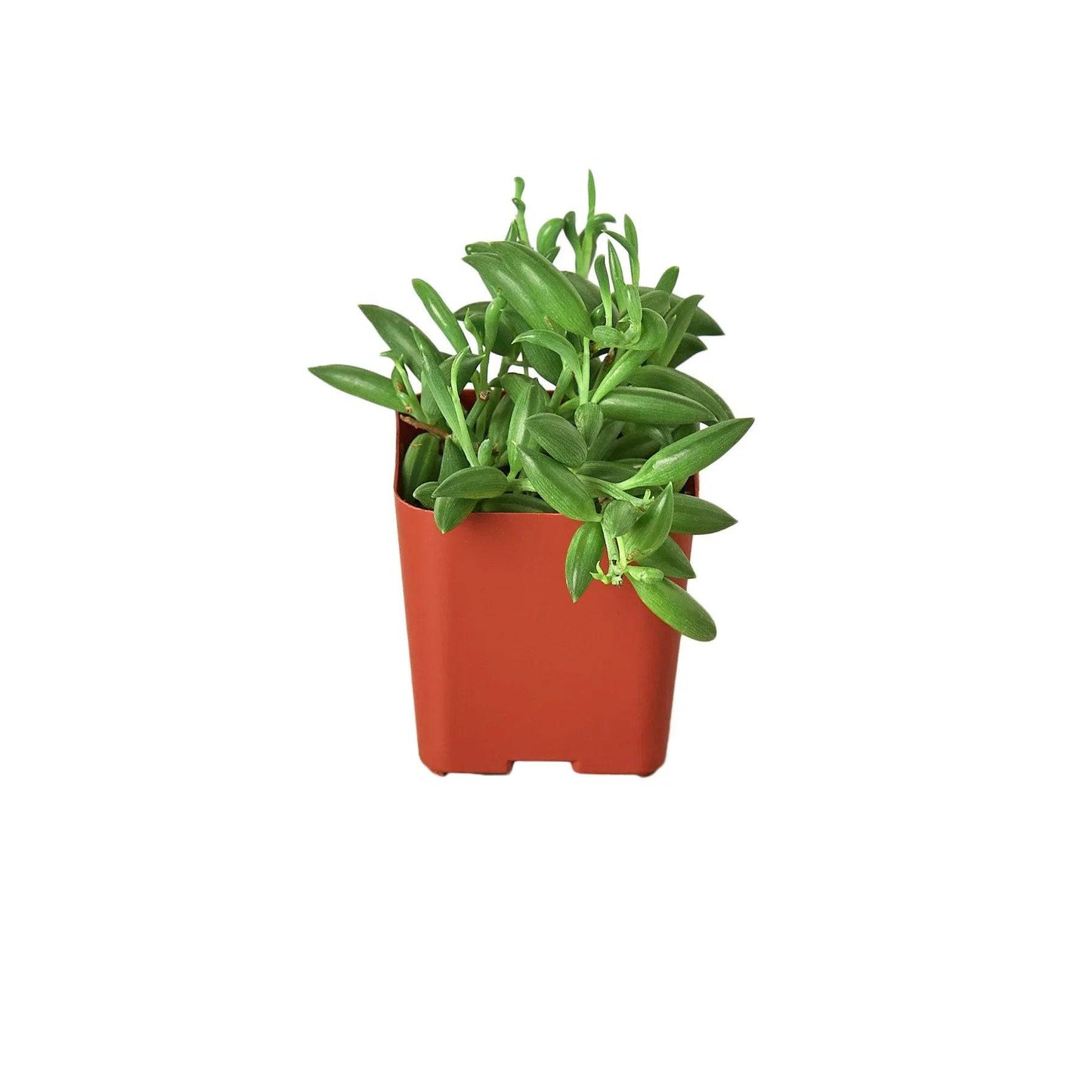 Succulent 'String of Bananas' - Plantonio