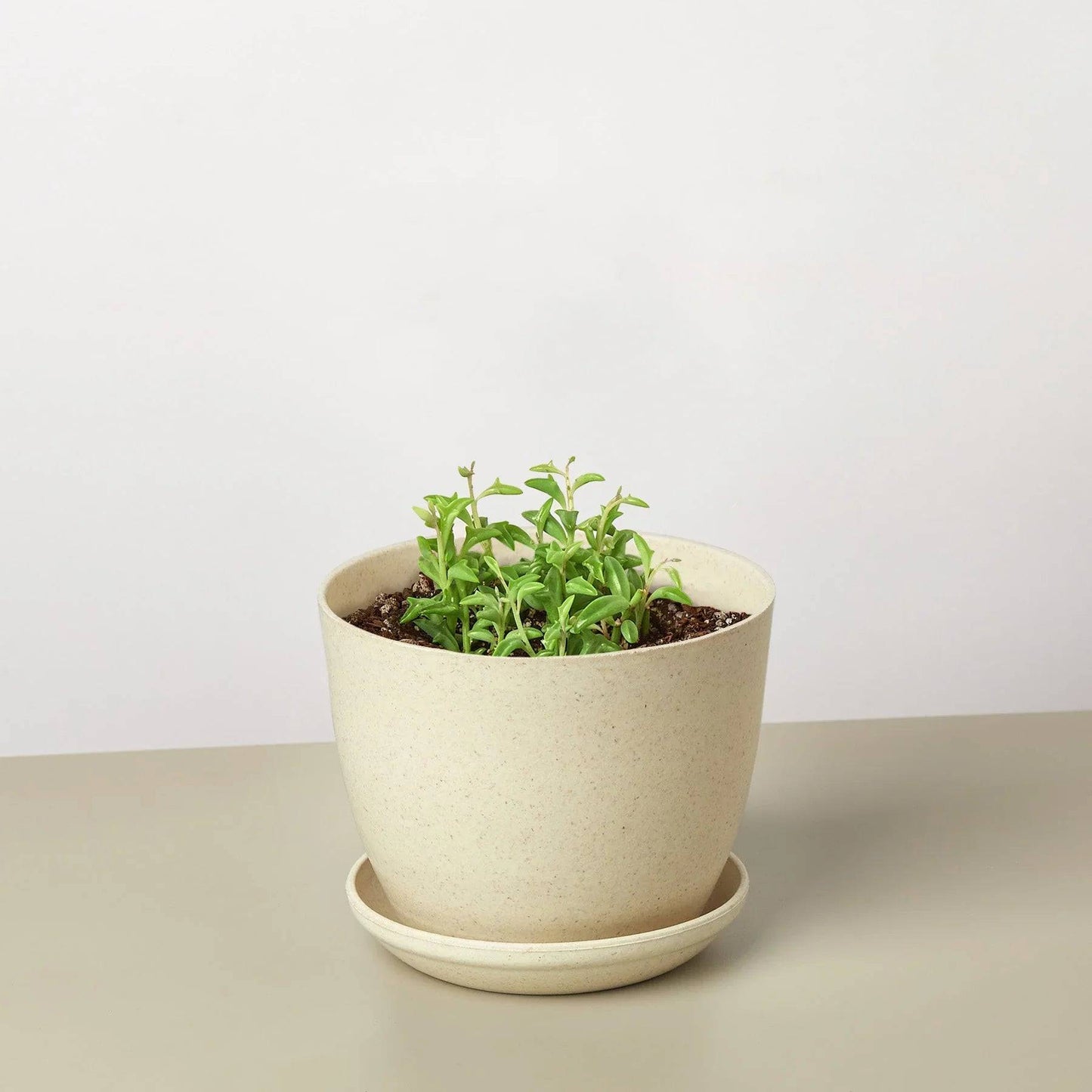 Succulent 'String of Dolphins' - Plantonio