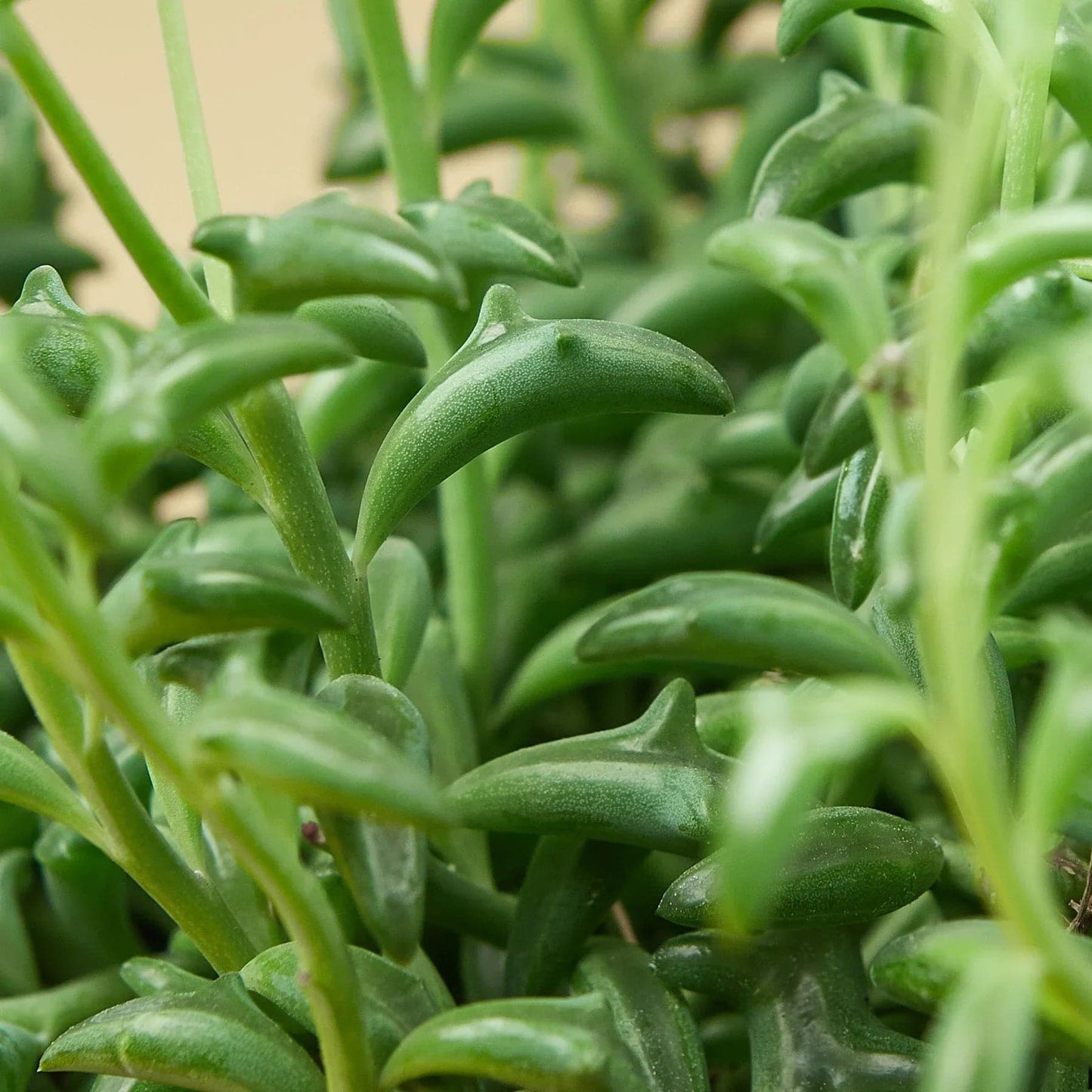 Succulent 'String of Dolphins' - Plantonio