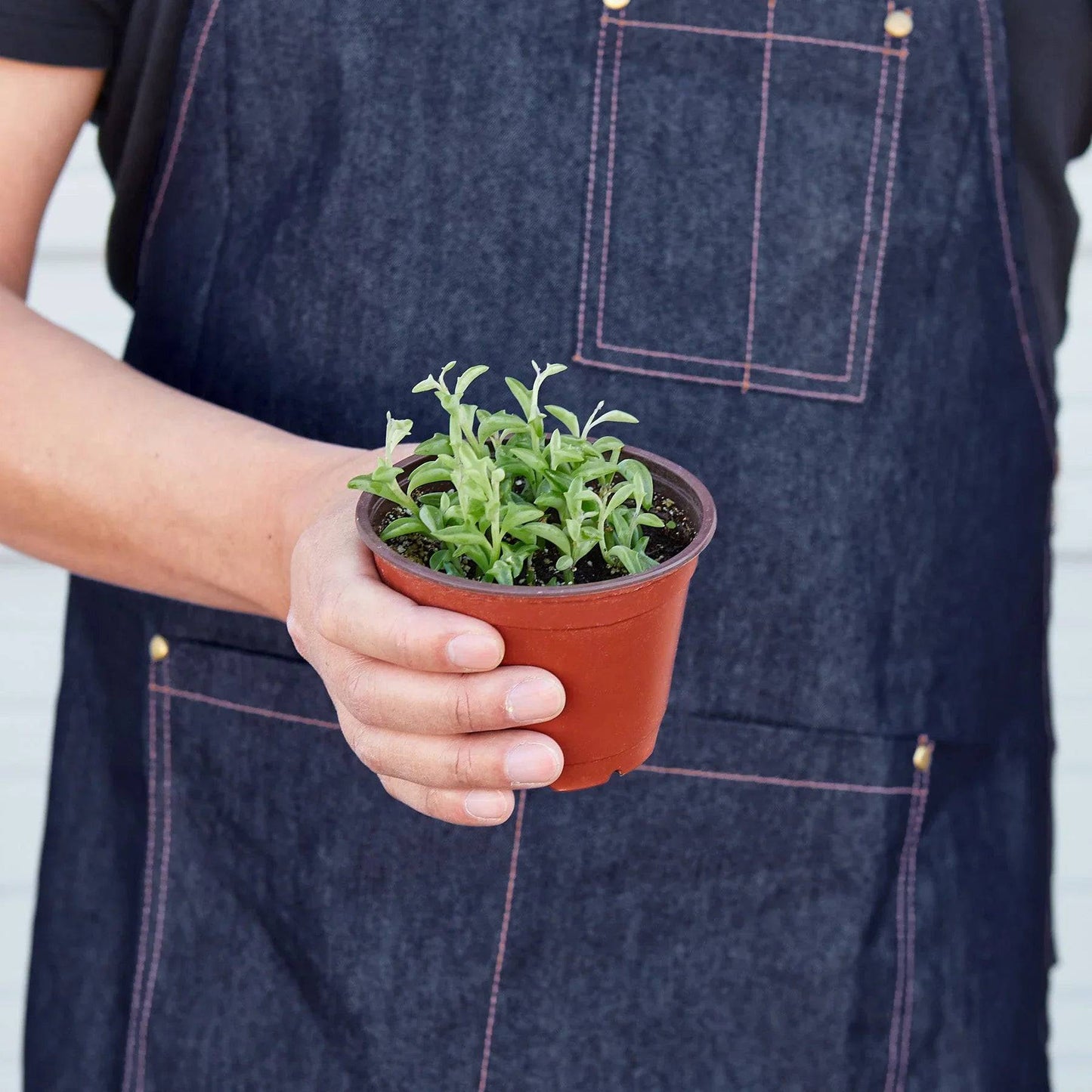 Succulent 'String of Dolphins' - Plantonio