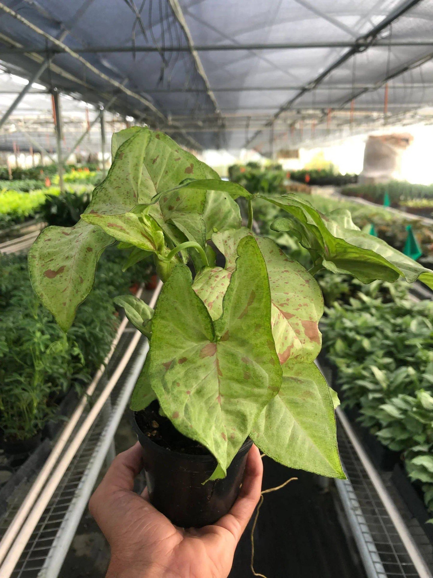 Syngonium 'Confetti' - Plantonio