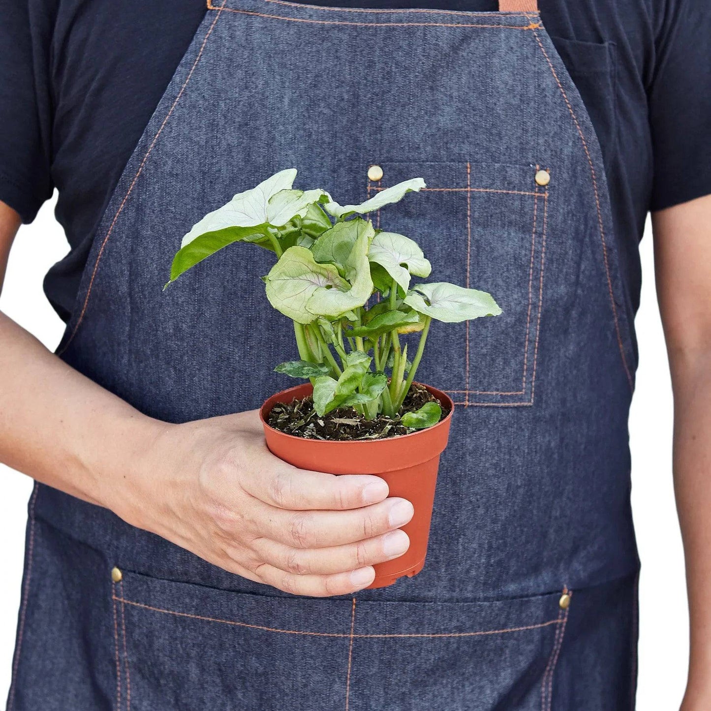 Syngonium Cream - 4" Pot - Plantonio