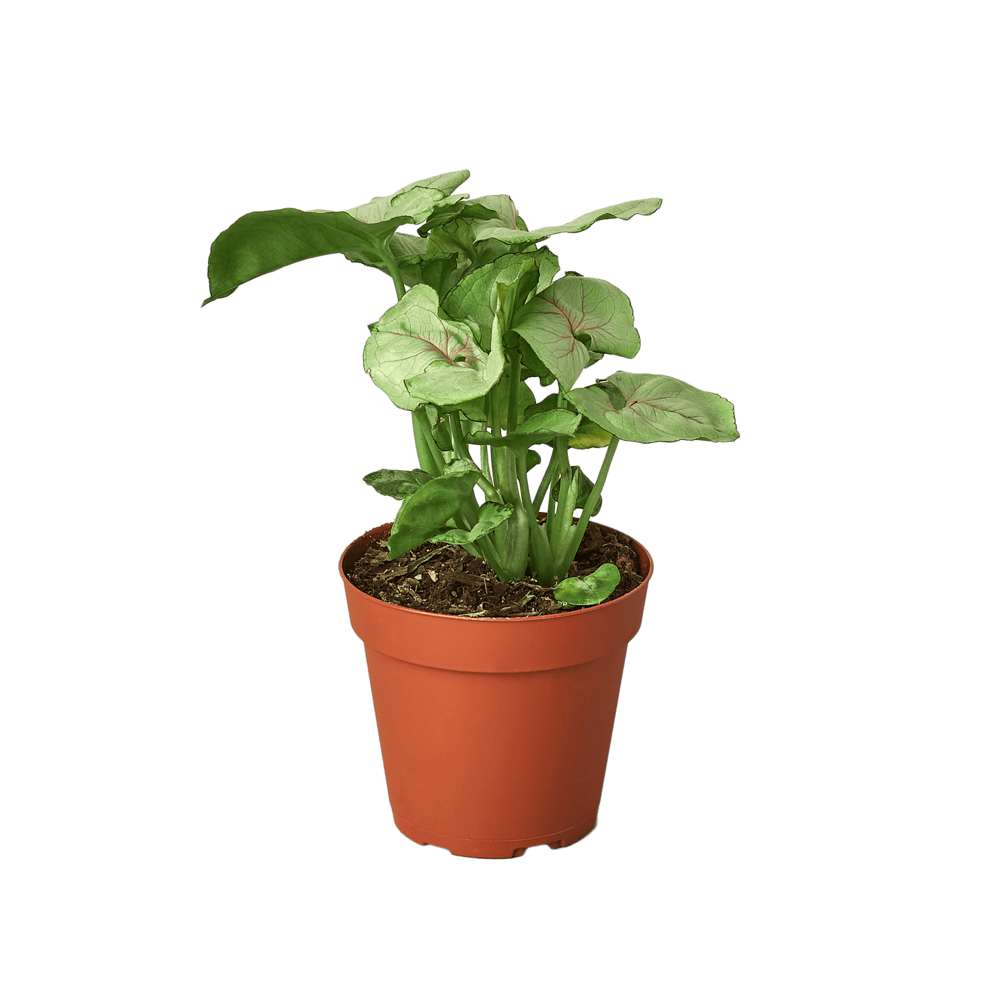 Syngonium Cream - 4" Pot - Plantonio