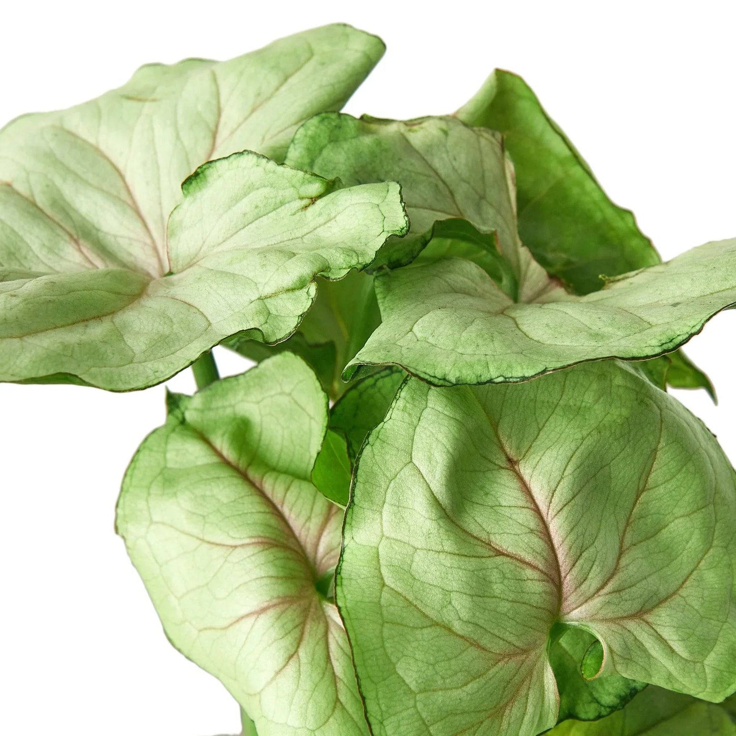 Syngonium Cream - 4" Pot - Plantonio