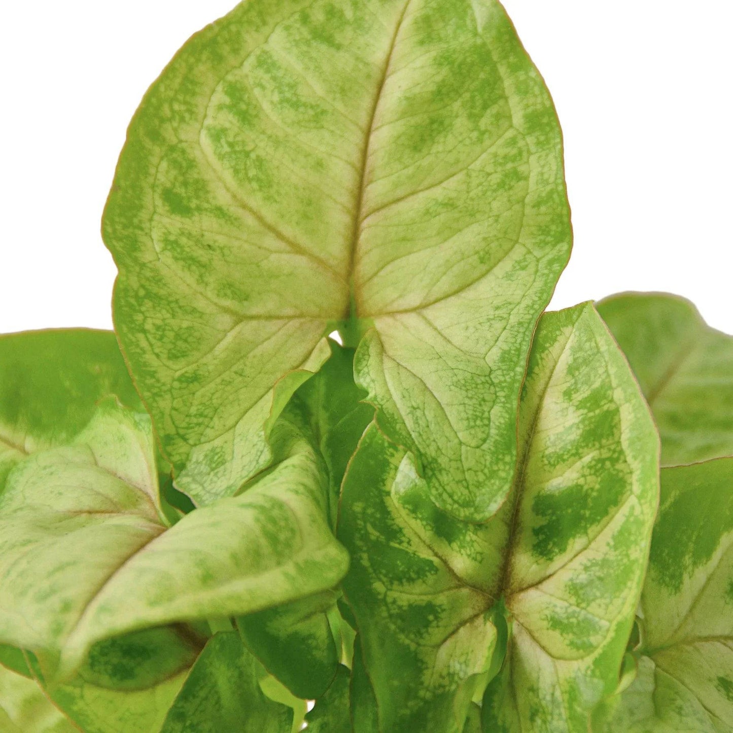 Syngonium Gold - 4" Pot - Plantonio