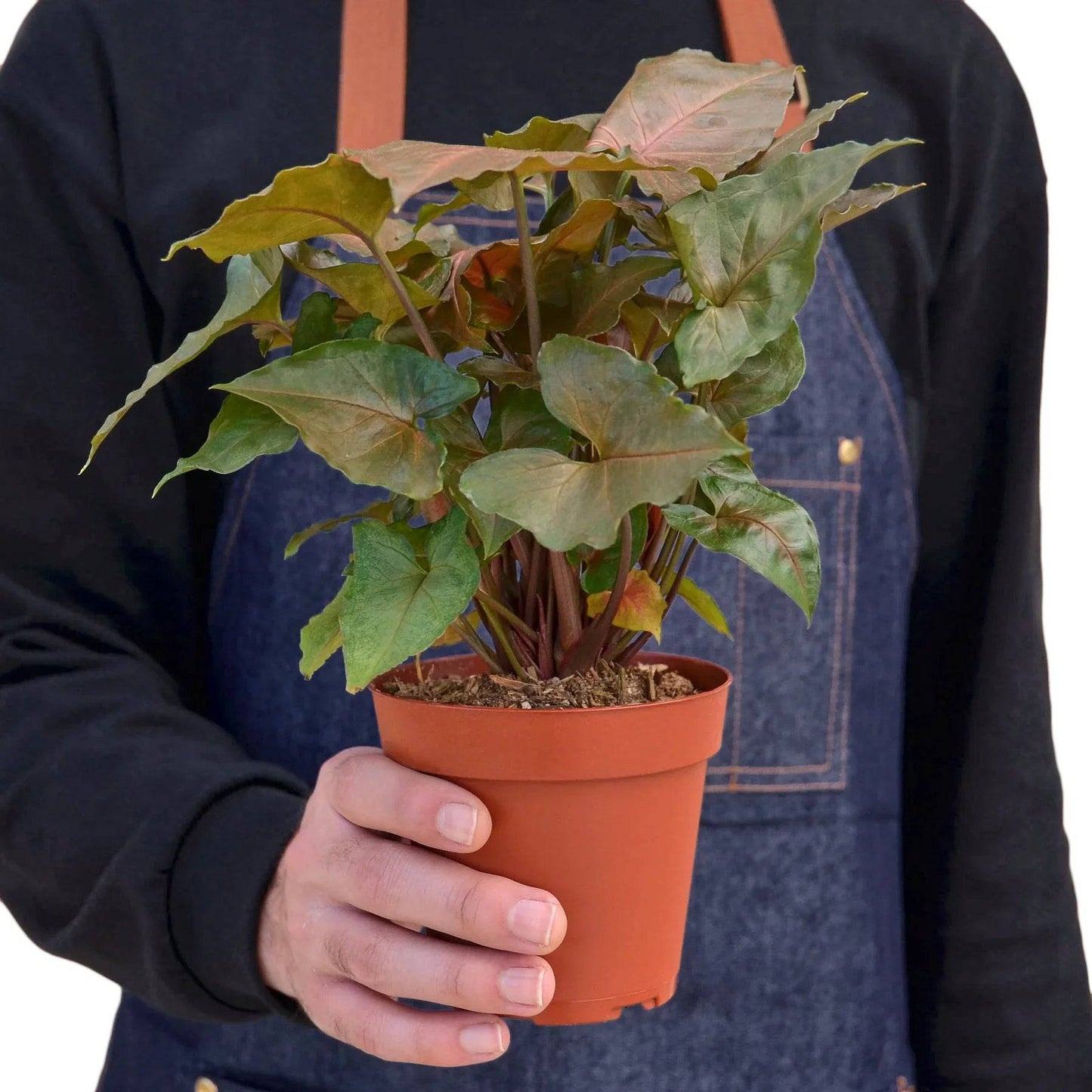 Syngonium Merry - Plantonio