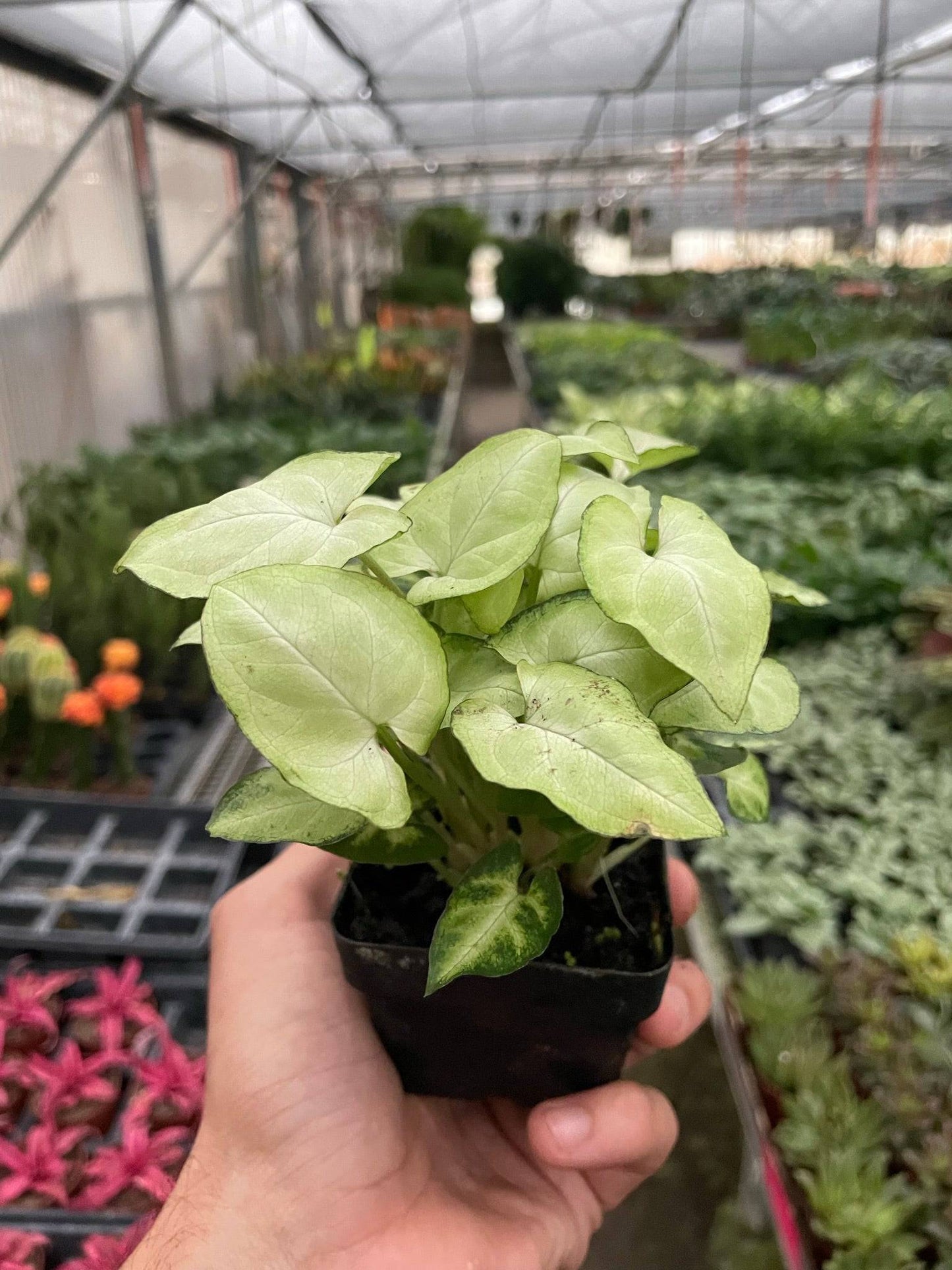 Syngonium 'Moonshine' - Plantonio