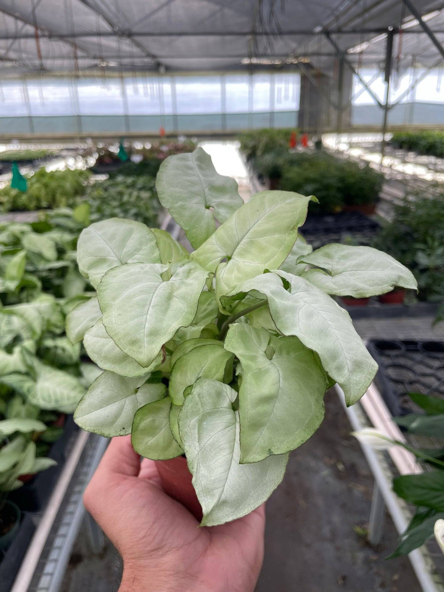 Syngonium 'Moonshine' - Plantonio