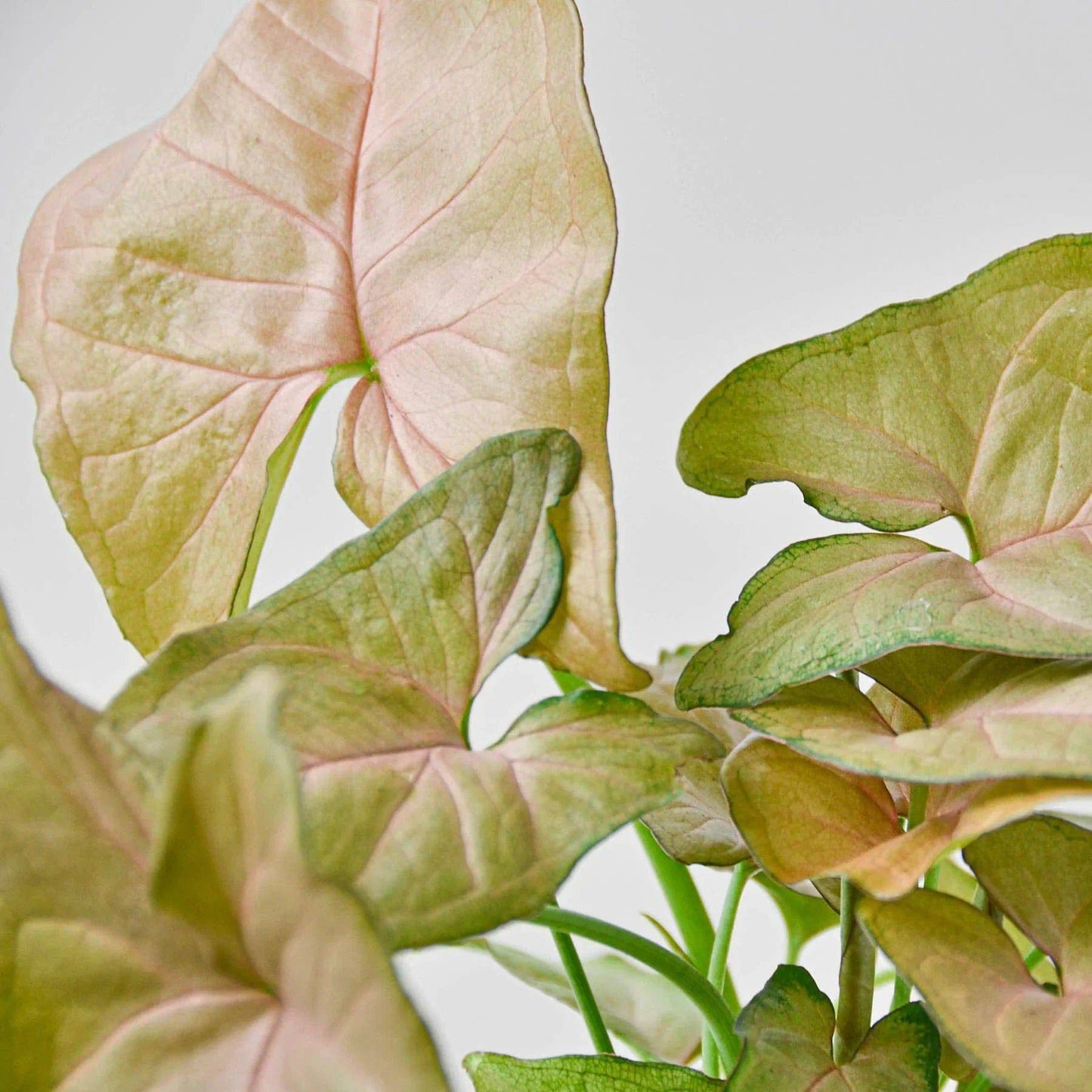 Syngonium Strawberry - Plantonio