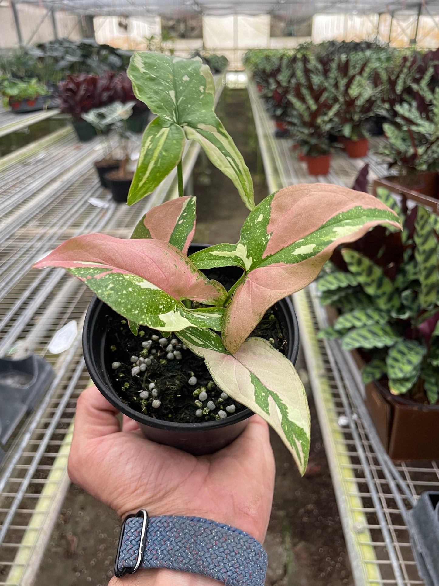Syngonium 'Tricolor' - Plantonio