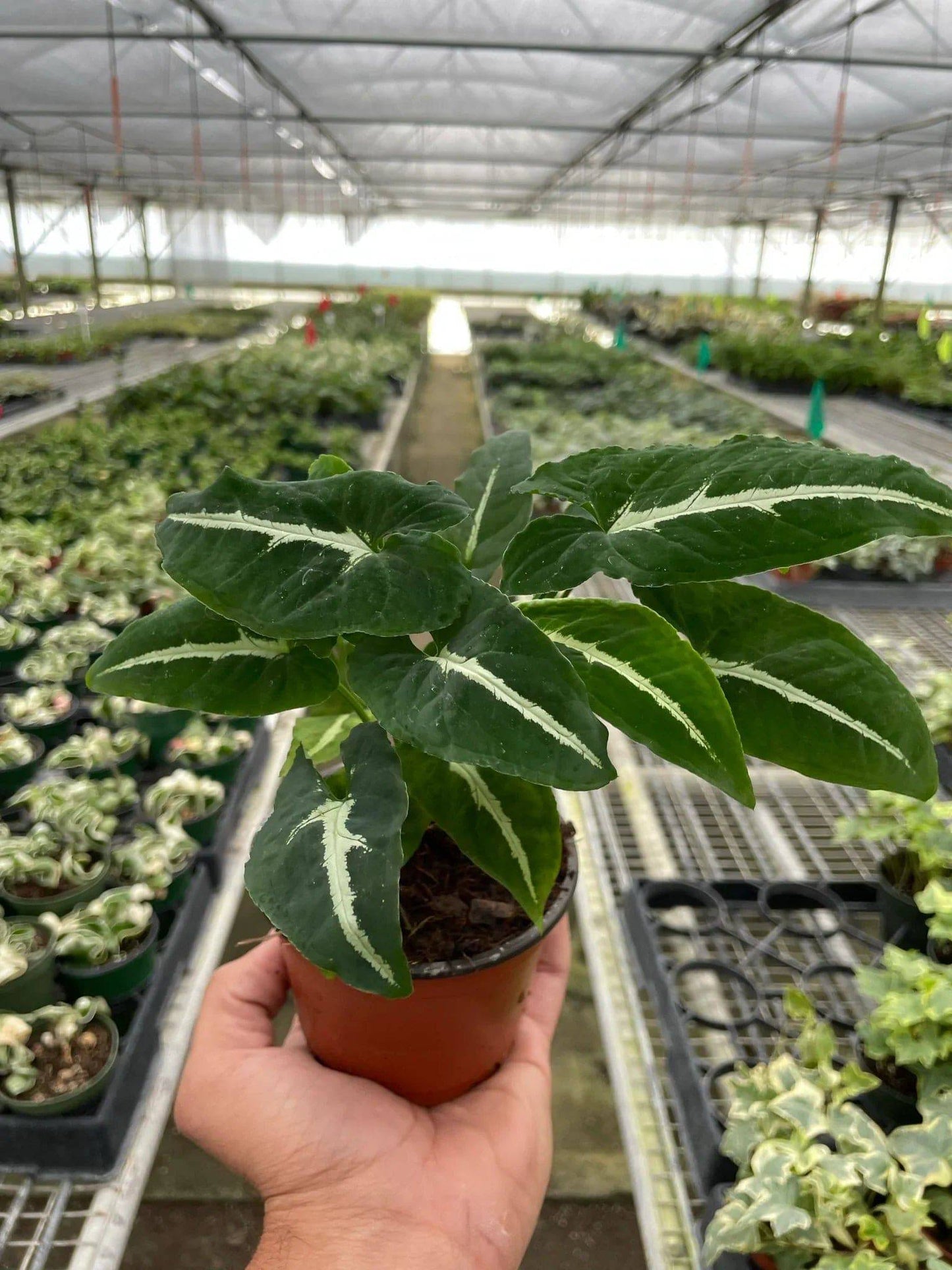 Syngonium wendlandii 'Black Velvet' - Plantonio