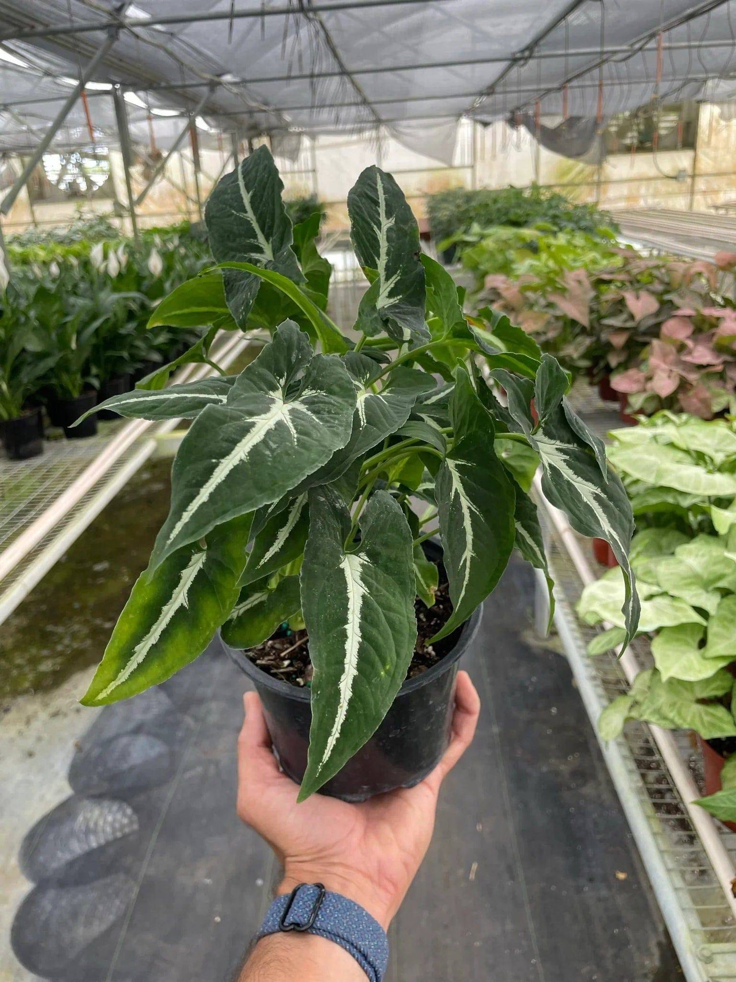 Syngonium wendlandii 'Black Velvet' - Plantonio