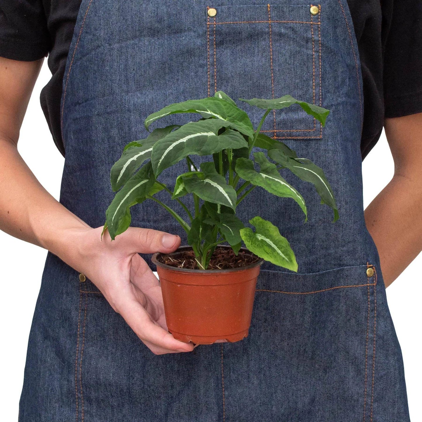 Syngonium wendlandii 'Black Velvet' - Plantonio