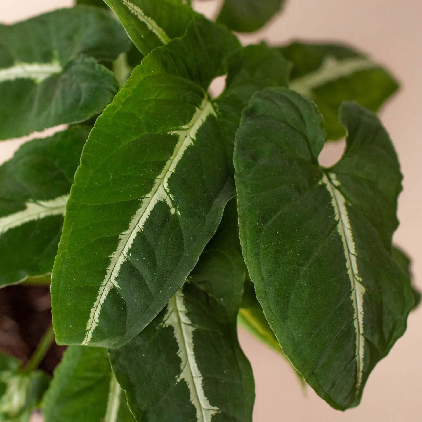 Syngonium wendlandii 'Black Velvet' - Plantonio