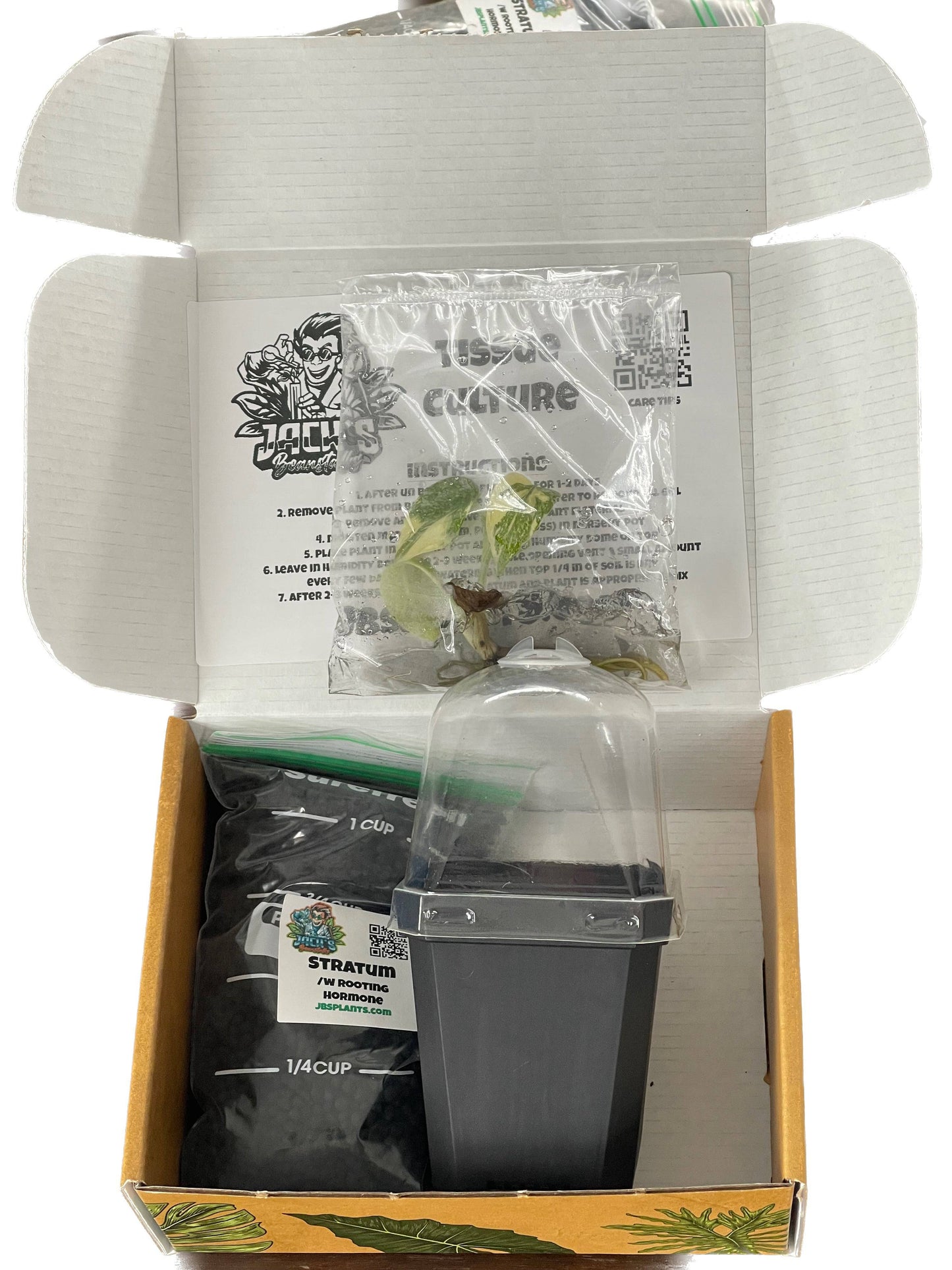 Thai Constellation Tissue Culture Grow Kit - Plantonio