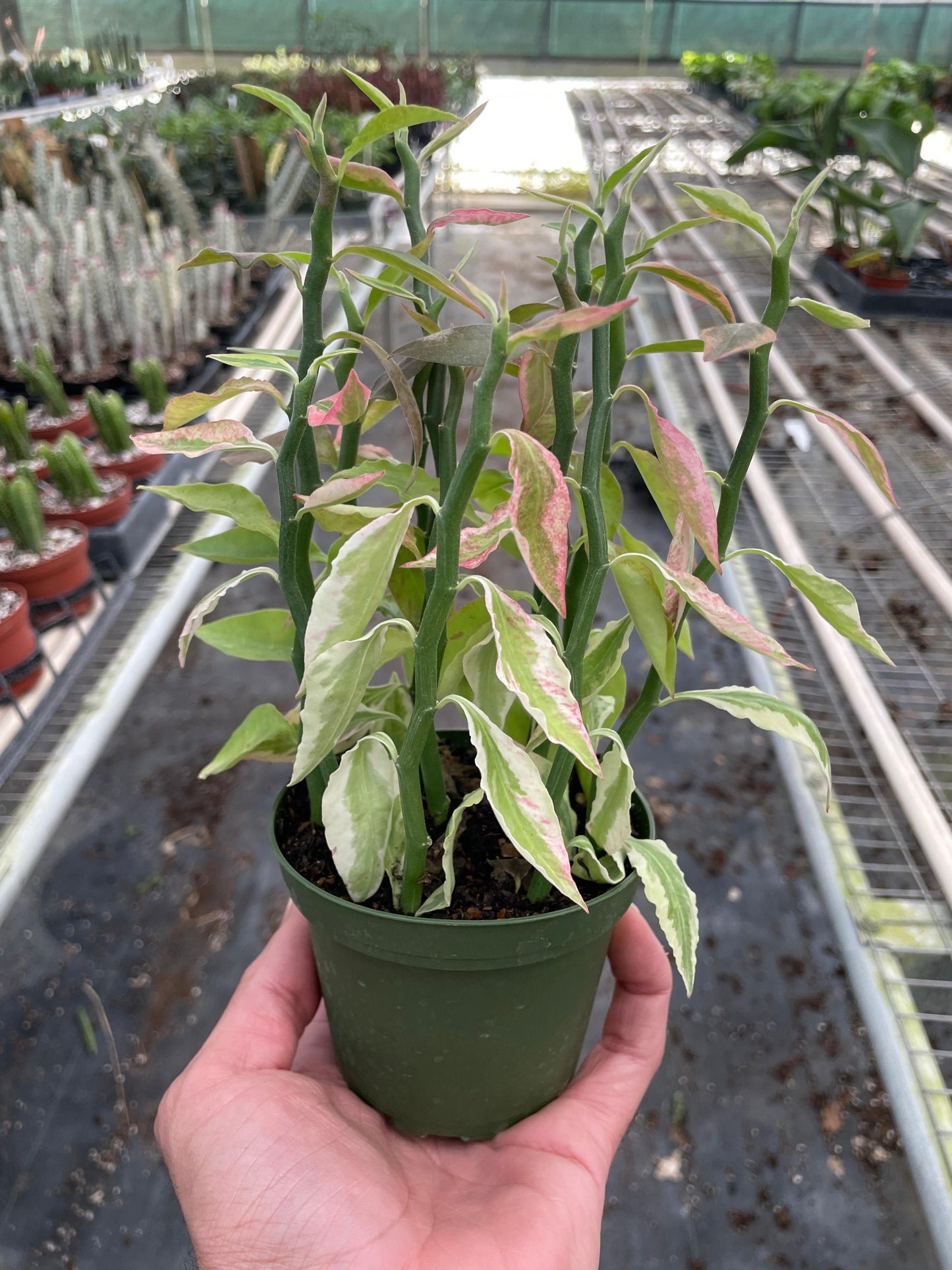 Variegated Devil's Backbone Euphorbia - Plantonio
