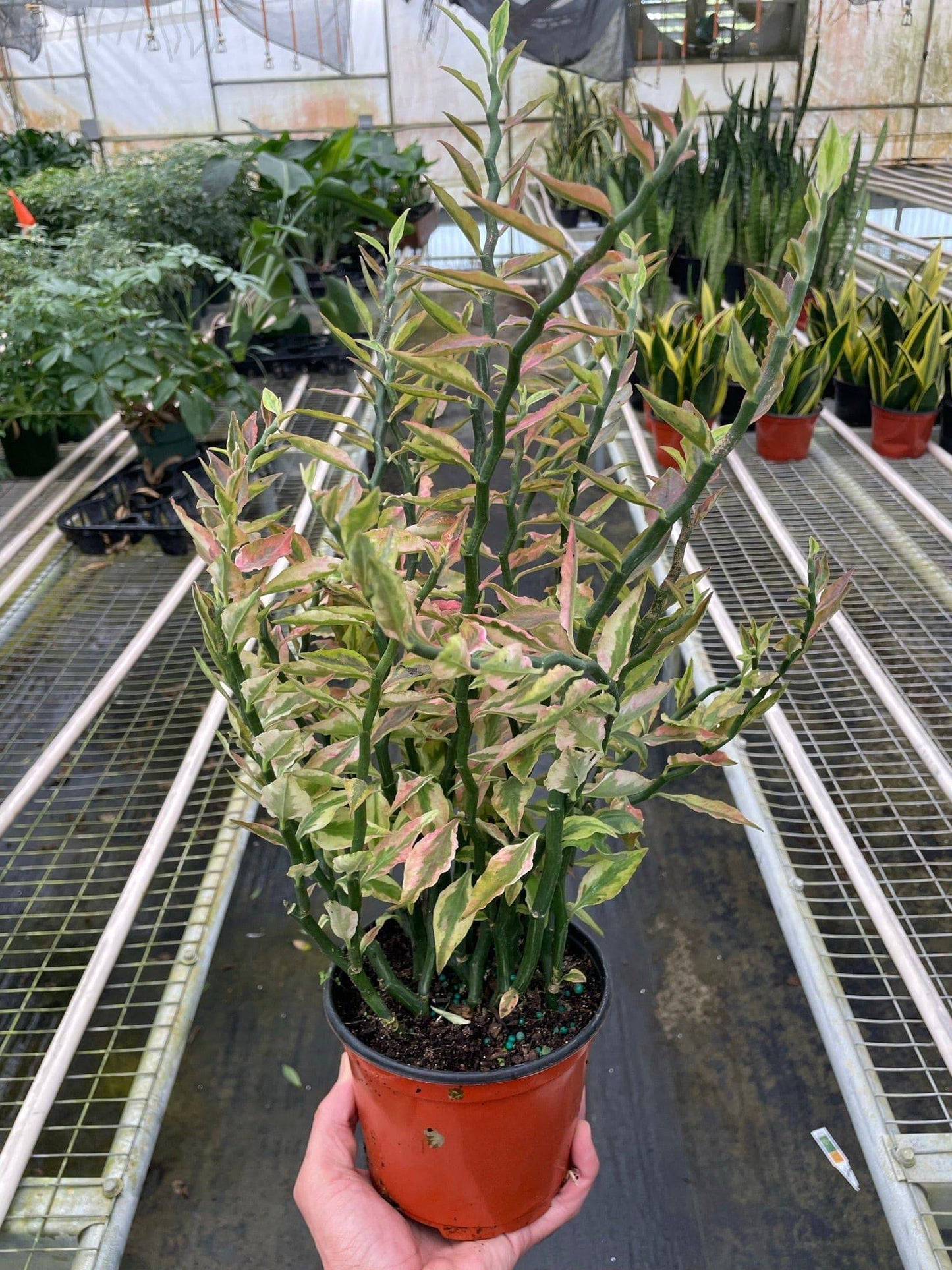 Variegated Devil's Backbone Euphorbia - Plantonio