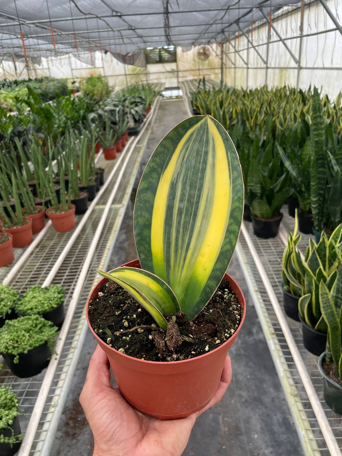 Variegated Shark Fin Snake Plant - Plantonio