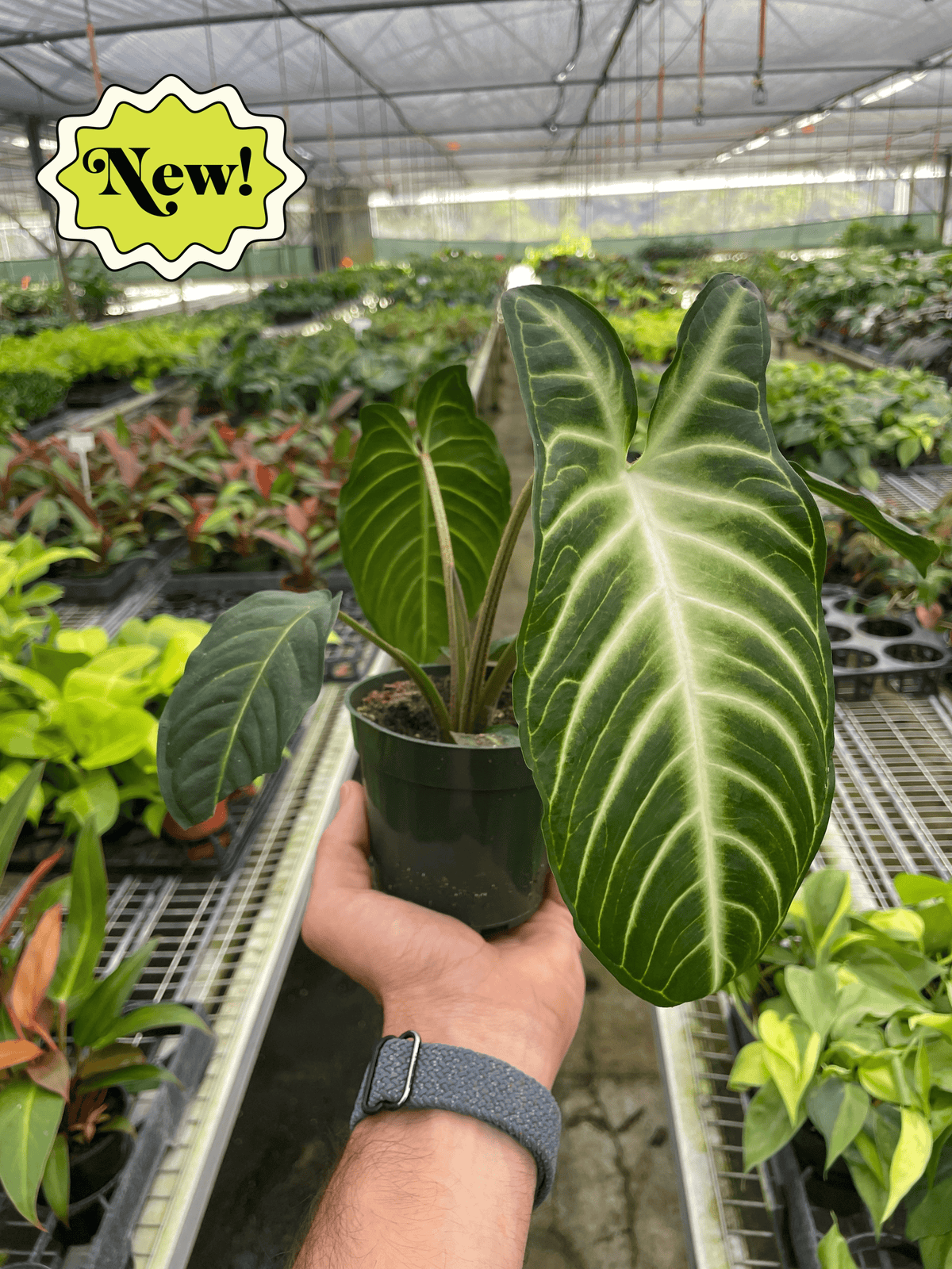 Xanthosoma 'Lendenii' - Plantonio