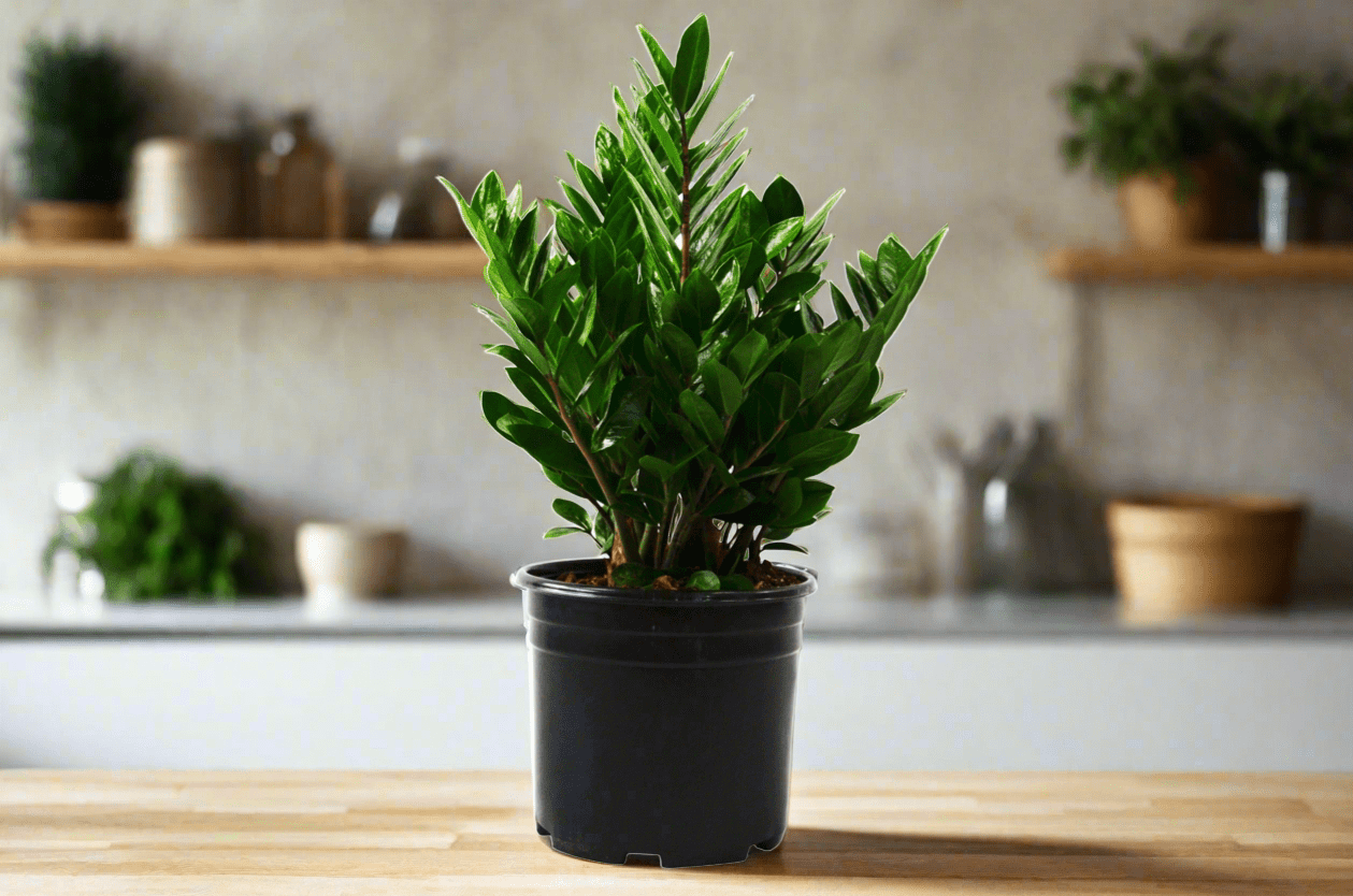 Zamioculcas Zamiifolia ZZ - 10" Pot - Plantonio