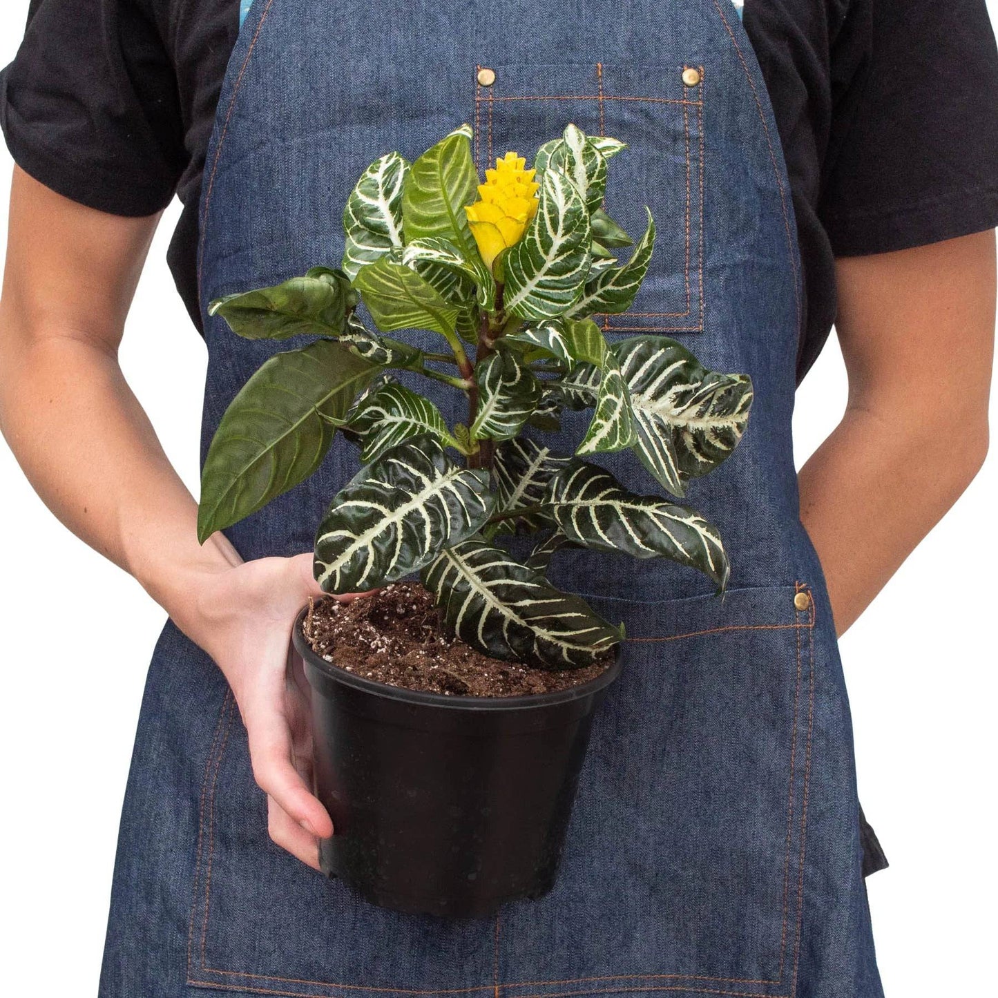 Zebra 'Aphelandra' - Plantonio