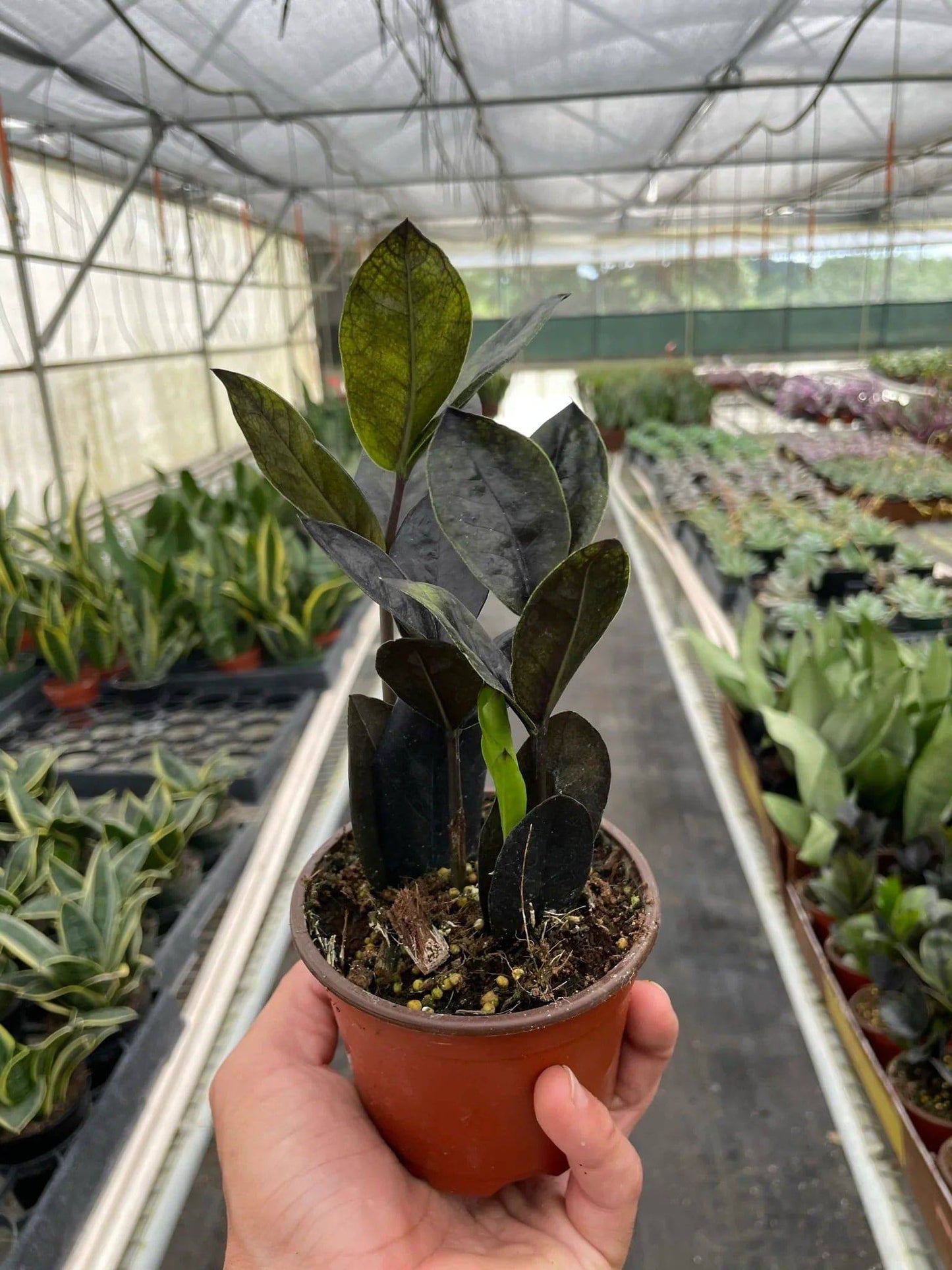ZZ Zamioculcas 'Black Queen' - Plantonio