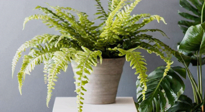 Emina Boston Fern: Guía Completa de Cuidado y Cultivo de esta Lujosa Planta de Interior