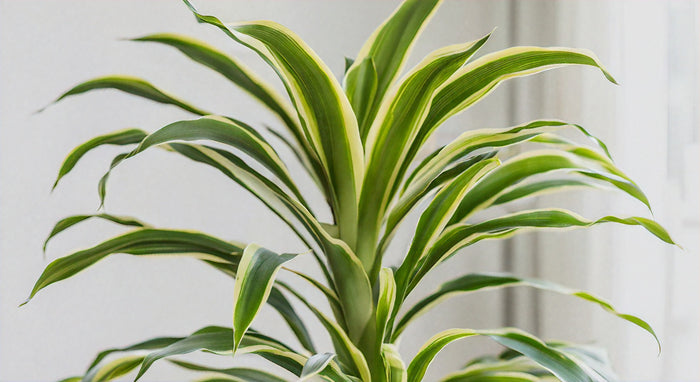 Guía Completa para el Cuidado del Dracaena Sted Sol Cane