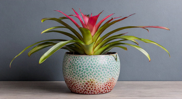 The Beauty of Bromeliad Donna: A Guide to Growing and Caring for This Stunning Plant Variety