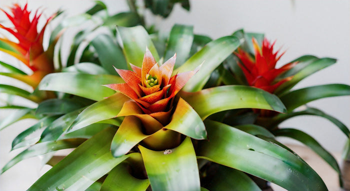 Guía Completa de la Bromelia Medusa: Cómo Cultivar y Cuidar esta Planta Única