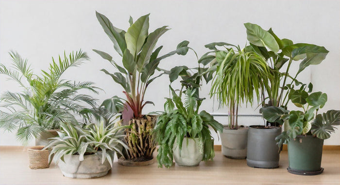 Top Indoor Plants for Oxygen Production: Breathe Fresh Air at Home