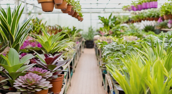Top Houseplants Near Me: Where to Find the Best Indoor Plants Locally