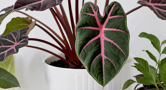 Alocasia Red Mambo: The Ultimate Guide to Growing and Caring for this Unique Plant Variety
