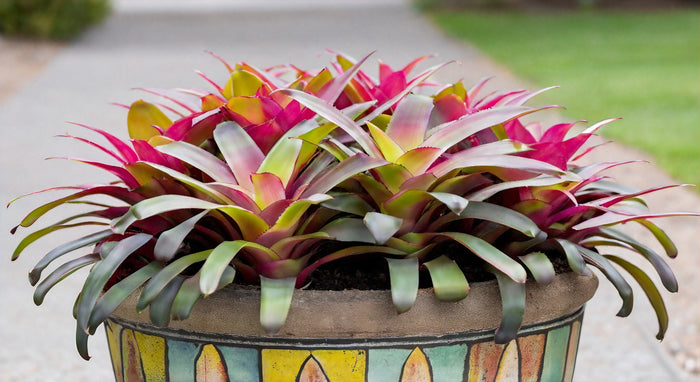 The Allure of Bromeliad Neoregelia Donna: A Comprehensive Care Guide for This Stunning Plant Variety