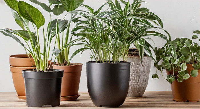 Expert Tips for Indoor Plant Care: Essential Advice for Thriving Houseplants