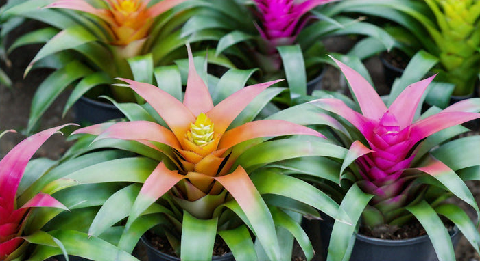 Donna Bromelia: Consejos para Cultivar y Cuidar esta Hermosa Planta