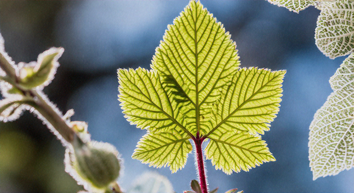 Understanding Botany: The Science of Plants Explained